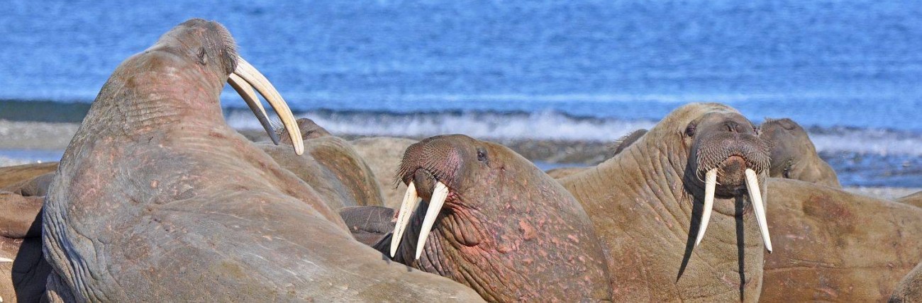 Foto: PolarQuest